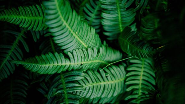 Close up of green leaf with detailed veins in natural light