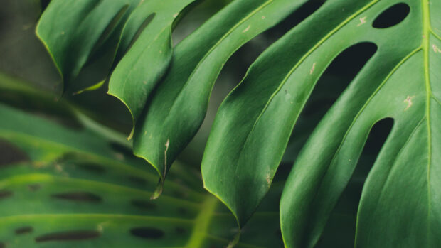 Close up of green leaf with natural texture and holes in 4K quality