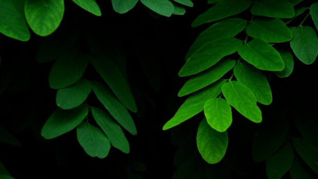 Close up of green leaf with visible veins in dark environment