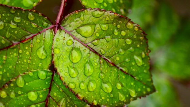 Close up of green leaf with water drops in high resolution