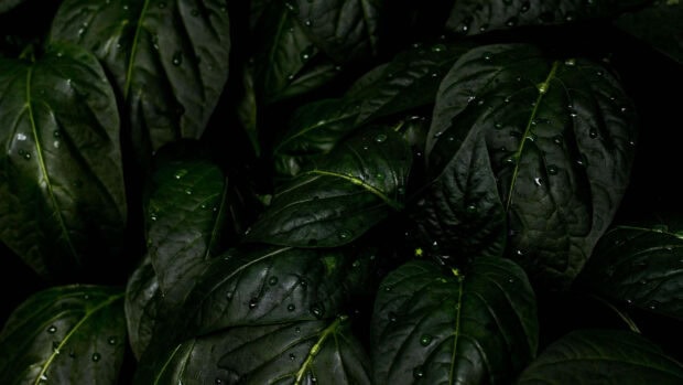 Dark green leaf texture with water droplets on natural foliage
