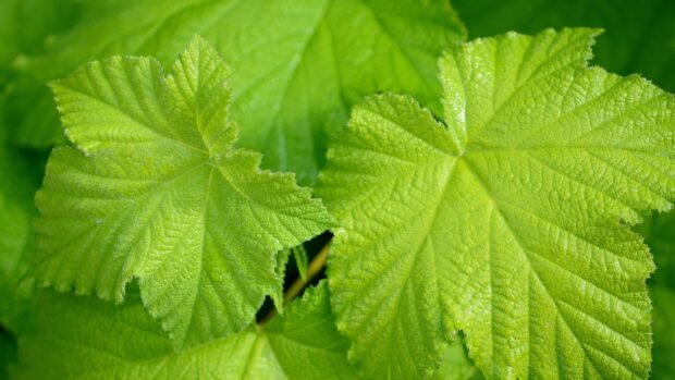 Bright green leaf texture with natural veins close up detail