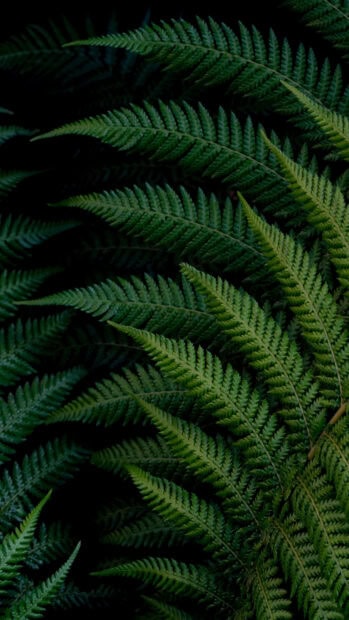 Close up of green leaf with detailed texture in natural light