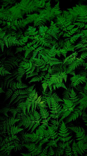 Lush green leaf patterns creating a vibrant natural texture in deep forest light