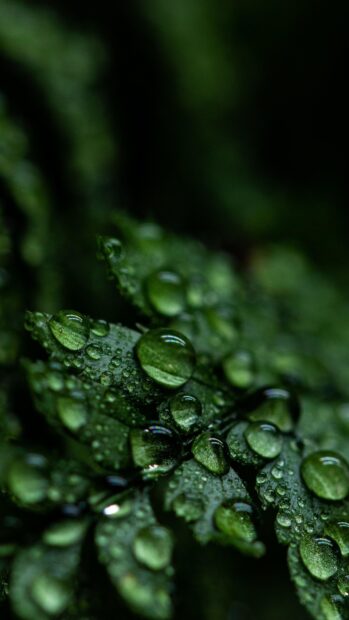 Close up of green leaf covered in water droplets in natural light