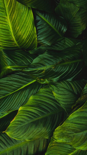 Close up of green leaf texture with natural light in vertical layout