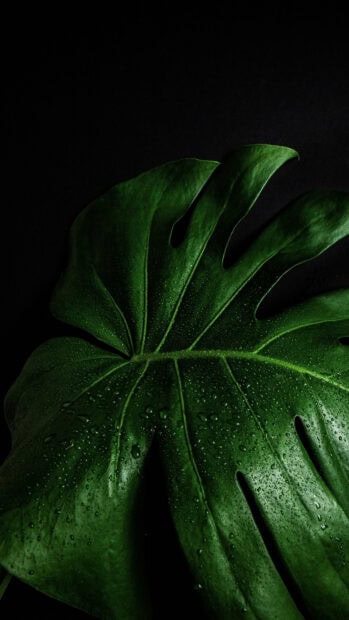 Close up of green leaf with water droplets on black background