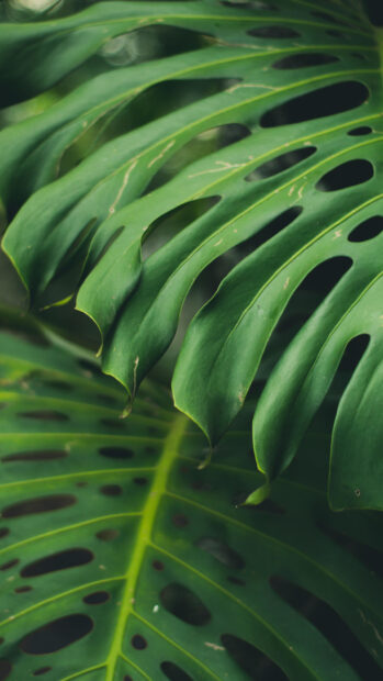 Close up of tropical green leaf texture with natural patterns and holes