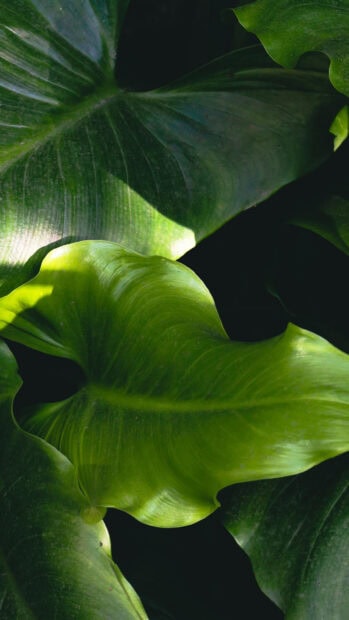 Close up of green leaf displaying natural texture and vibrant color
