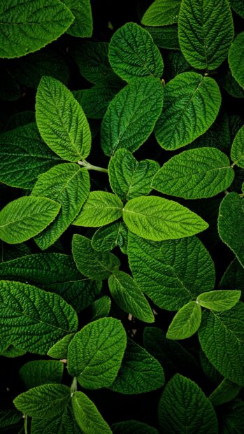 Close up view of green leaf texture with natural patterns and veins