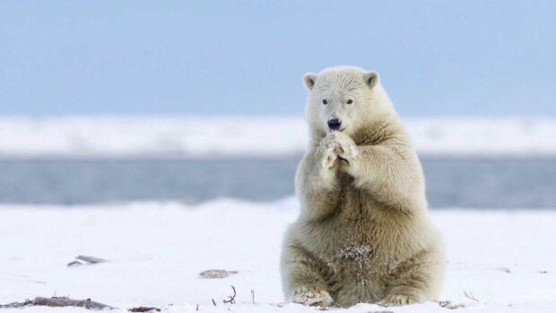 Cute polar bear sitting on snow in Greenland wilderness