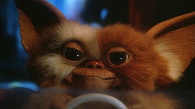 Close up of a cute gremlin with large eyes and fluffy fur