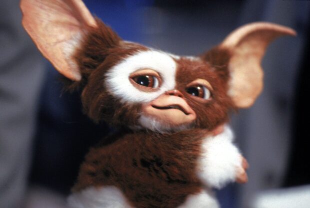 Close up of a gremlin with big ears and brown and white fur looking sideways