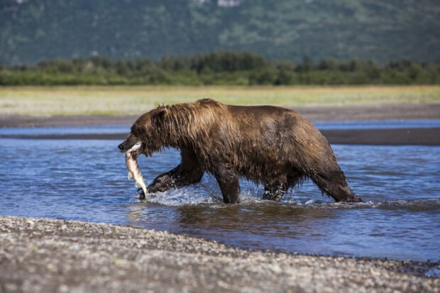 A grizzly bear catching a fish in the river surrounded by forest and mountains