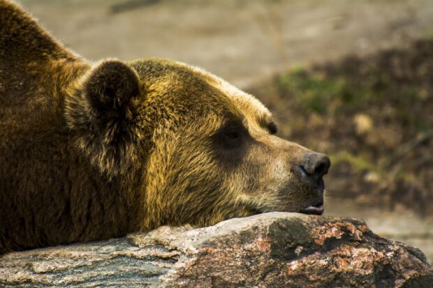 A grizzly bear resting its head on a rock in a natural setting