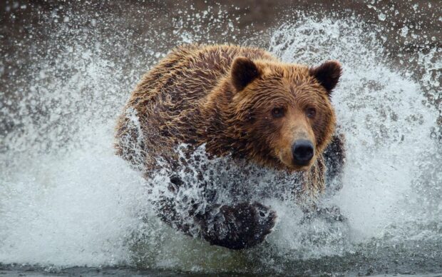 A grizzly bear running through water splashing around in a natural setting