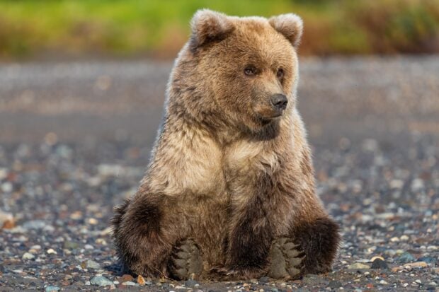 A grizzly bear sitting on a rocky surface in its natural habitat