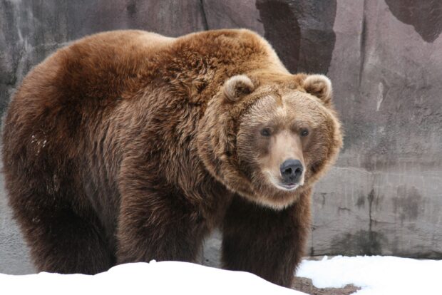 A large grizzly bear standing on snow with a rocky background