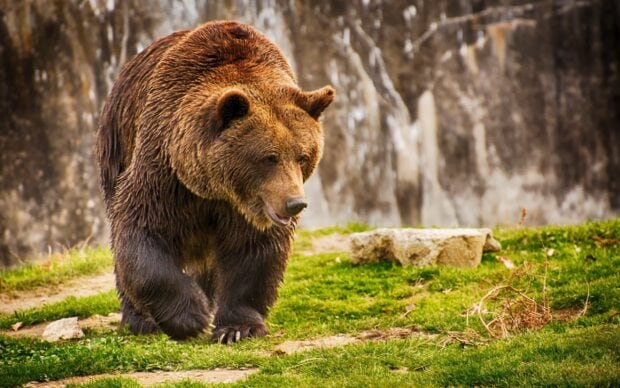 A large grizzly bear walking across green grass in a natural outdoor setting