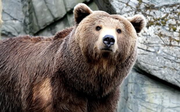 A close up of a grizzly bear standing in front of rocky terrain