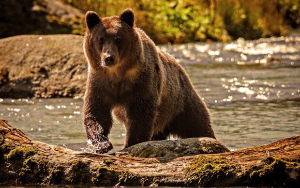 Grizzly bear standing in a river with water and logs around in a natural forest environment