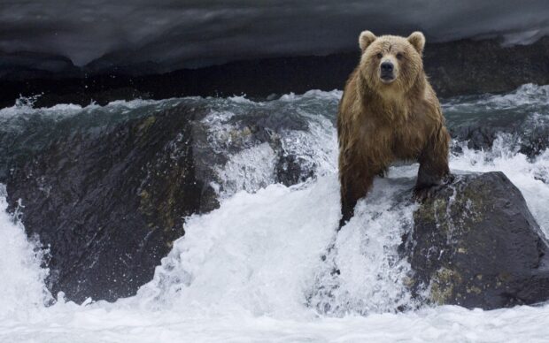 Grizzly bear standing on rocks in a rushing river showcasing natural strength