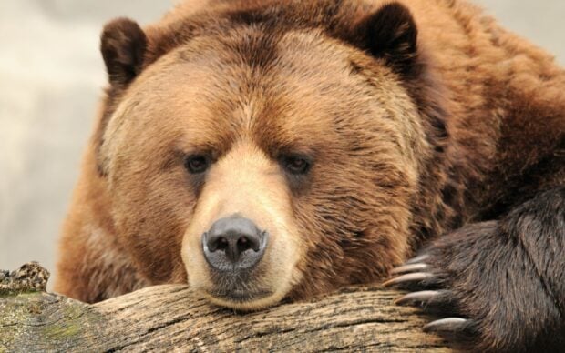 Close up of a grizzly bear resting its head on a log with detailed fur and claws visible