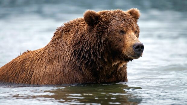 A close up of a grizzly bear standing in the water looking into the distance