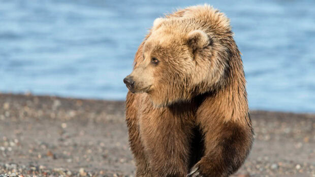 A grizzly bear standing near a rocky shore by the water in natural habitat