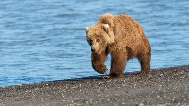 A grizzly bear walking along the rocky shore near a body of water