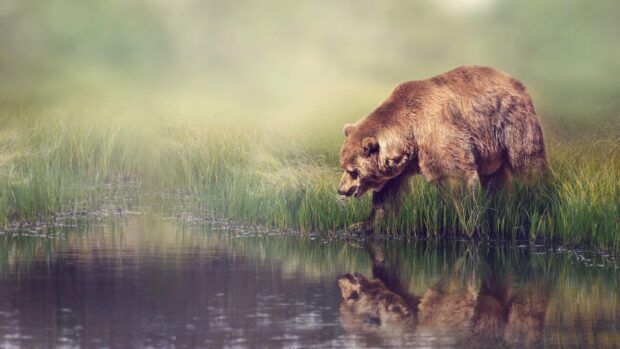 A grizzly bear walking near the riverbank and looking at its reflection in the water