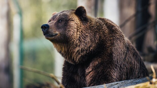 A close up of a grizzly bear sitting calmly in a natural setting