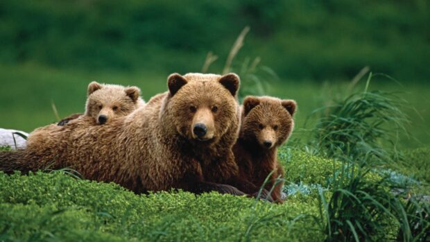 A grizzly bear with two cubs resting on lush green grass in a natural habitat