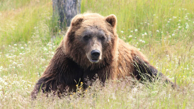 Grizzly bear resting in a grassy field surrounded by wildflowers and plants