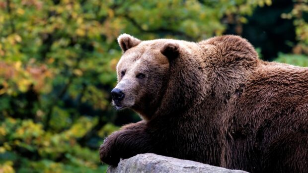 Grizzly bear resting on a rock in a natural forest setting with green foliage in the background