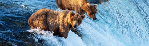 Two grizzly bears standing in a river with rushing water around them fishing for salmon