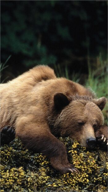 A resting grizzly bear lying on seaweed in a natural environment