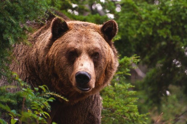Close up of a grizzly bear in the forest surrounded by green foliage