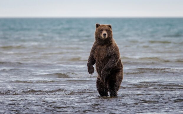 Grizzly Bear standing in the shallow ocean water looking toward the camera