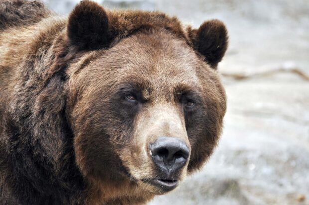 Close up of a grizzly bear with thick brown fur looking ahead
