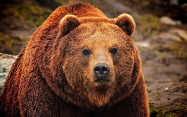 Close up of a grizzly bear with thick fur standing in a natural environment