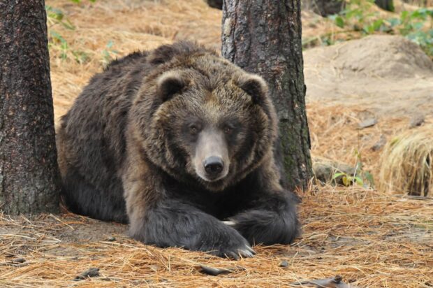 Grizzly bear resting between two trees in a natural forest setting