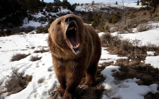 Grizzly bear roaring loudly in a snowy wilderness landscape
