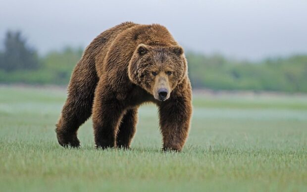 A grizzly bear walking through a grassy field in the wild