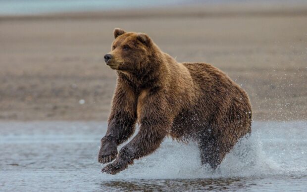 Grizzly bear running through shallow water in nature
