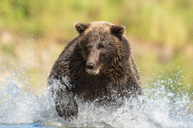 Grizzly bear running through water in a natural habitat