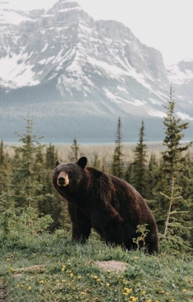 A grizzly bear standing in a grassy field with trees and snowy mountains in the background