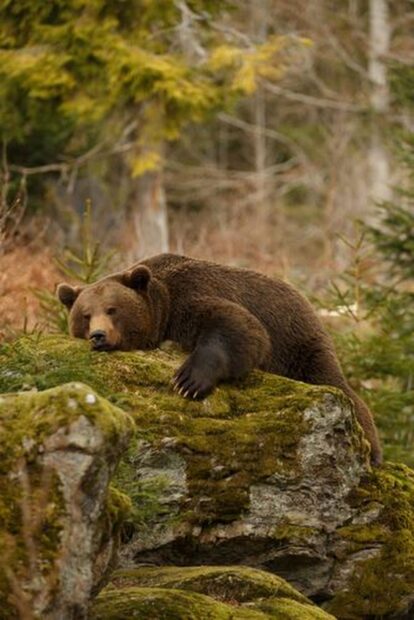 Grizzly bear resting on moss covered rock in a forest environment