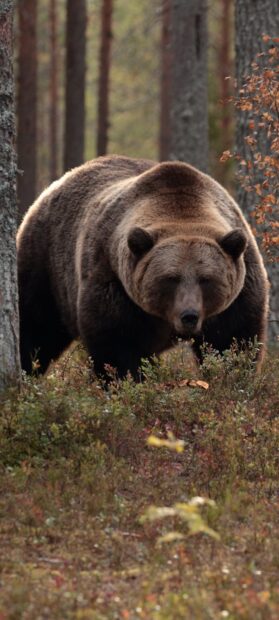 A grizzly bear standing in a forest surrounded by autumn plants and trees