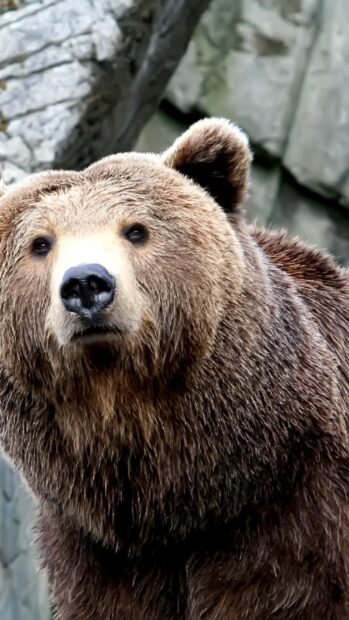 Close up of grizzly bear looking into the camera with detailed fur and a rocky background